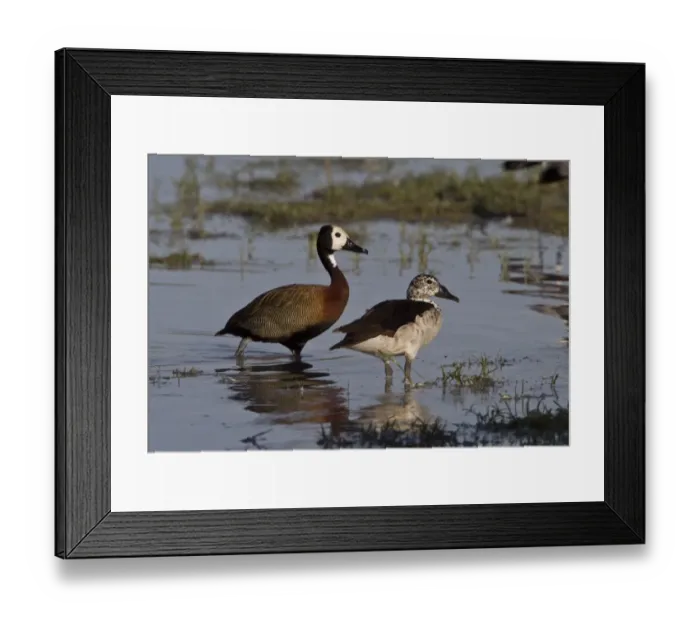 Framed Print : White faced Duck with knob billed duck- Okavango delta Framed Print : White faced Duck with knob billed duck- Okavango delta