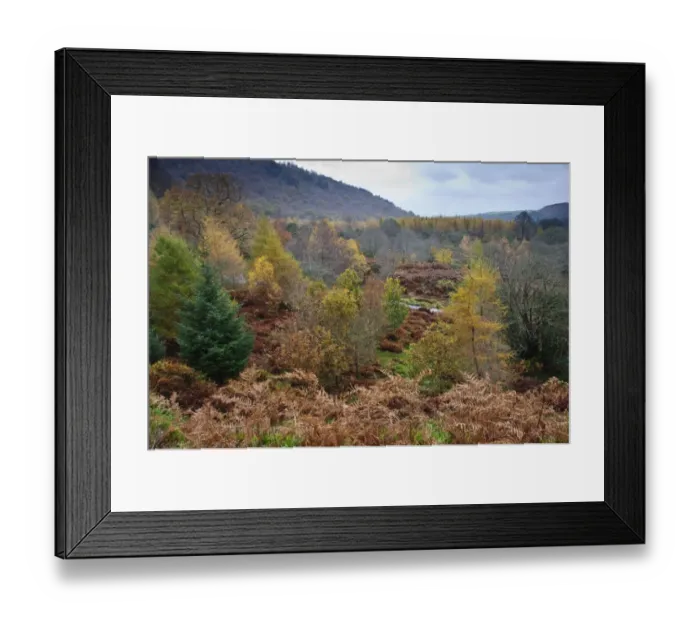 Framed Print : View of woodland habitat on country estate, Powerscourt Estate, Enniskerry, County Wicklow, Ireland, november Framed Print : View of woodland habitat on country estate, Powerscourt Estate, Enniskerry, County Wicklow, Ireland, november