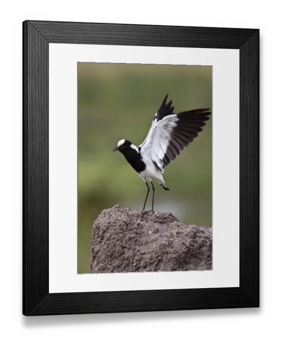 Framed Print : The Blacksmith Lapwing or Blacksmith Plover, note the wing spurs. Occurs commonly from Kenya through central Tanzania Framed Print : The Blacksmith Lapwing or Blacksmith Plover, note the wing spurs. Occurs commonly from Kenya through central Tanzania
