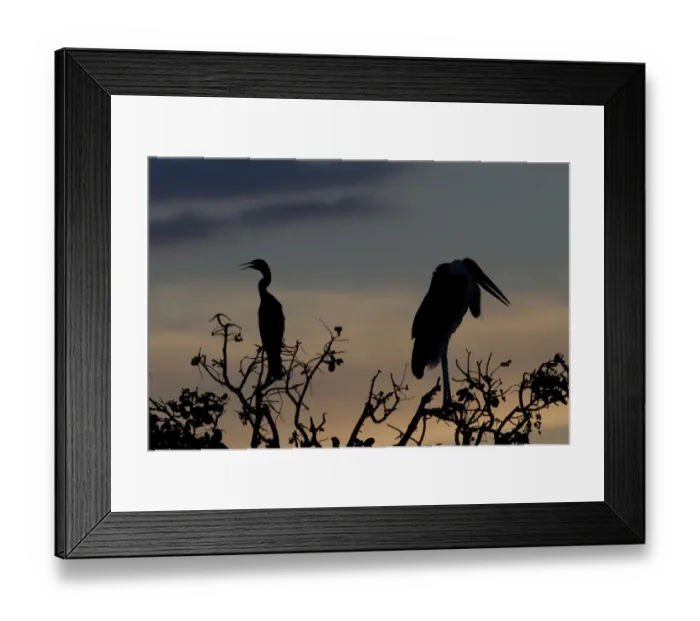 Framed Print : Marabou Stork with African Darter at sunset in the Okavango Delta Botswana Framed Print : Marabou Stork with African Darter at sunset in the Okavango Delta Botswana
