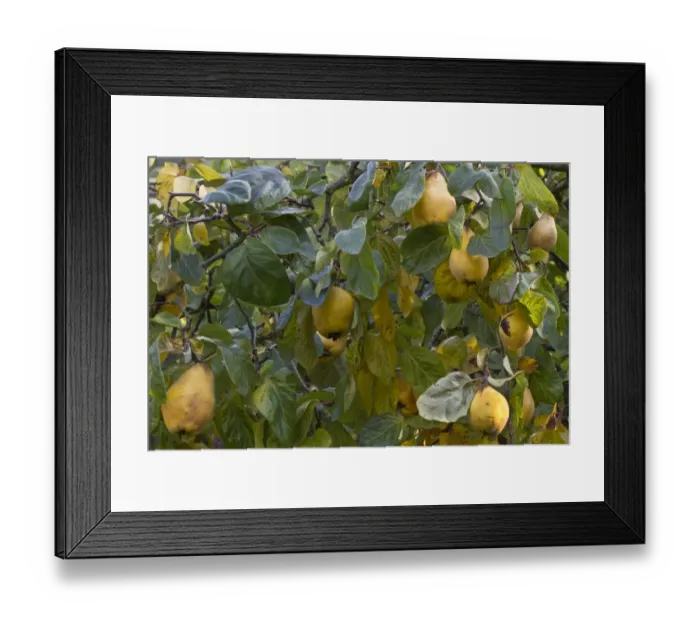 Framed Print : Quince (Cydonia oblonga) fruit, has lumpy yellow skin and hard flesh that is quite bitter so shouldn t be eaten raw Framed Print : Quince (Cydonia oblonga) fruit, has lumpy yellow skin and hard flesh that is quite bitter so shouldn t be eaten raw