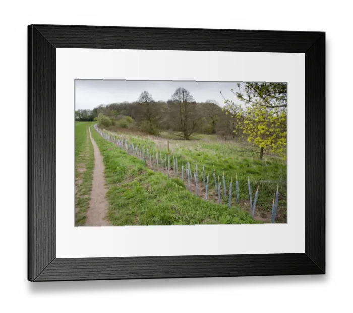 Framed Print : Newly planted hedge, saplings protected with plastic sleeves, Beeston Castle, Tarporley, Cheshire, England, april