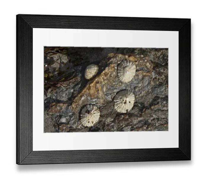 Framed Print : The common limpet, is an edible species of sea snail with gills, a typical true limpet Framed Print : The common limpet, is an edible species of sea snail with gills, a typical true limpet