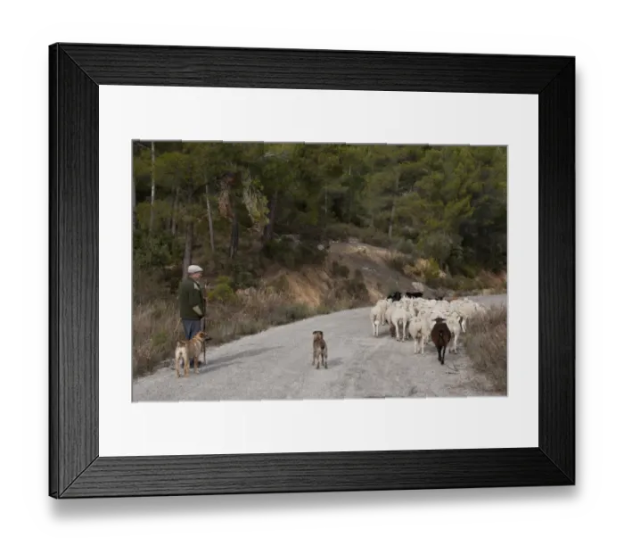 Framed Print : Shepherd with sheepdog, herding mixed flock of sheep and goats on road, Sierra de Segura Mountains, Yeste Framed Print : Shepherd with sheepdog, herding mixed flock of sheep and goats on road, Sierra de Segura Mountains, Yeste
