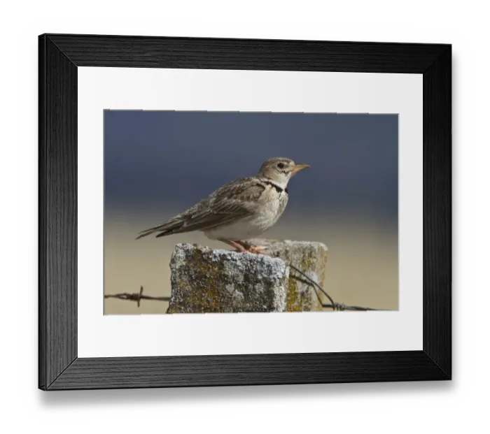 Framed Print : Calandra Lark on fence post, Spain Framed Print : Calandra Lark on fence post, Spain