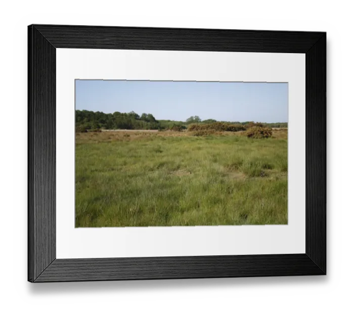 Framed Print : View of fen meadow habitat with gorse bushes, in river valley fen, Great Fen, Redgrave and Lopham Fen N. N. R Framed Print : View of fen meadow habitat with gorse bushes, in river valley fen, Great Fen, Redgrave and Lopham Fen N. N. R