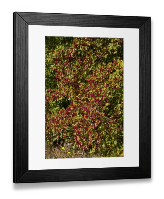 Framed Print : Common Hawthorn in early autumn, lots of berries Framed Print : Common Hawthorn in early autumn, lots of berries
