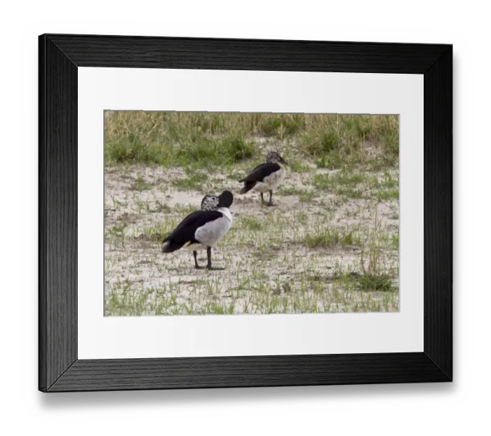 Framed Print : Male & Female Knob billed Duck, sometimes called a Comb Duck. -Botswana Framed Print : Male & Female Knob billed Duck, sometimes called a Comb Duck. -Botswana