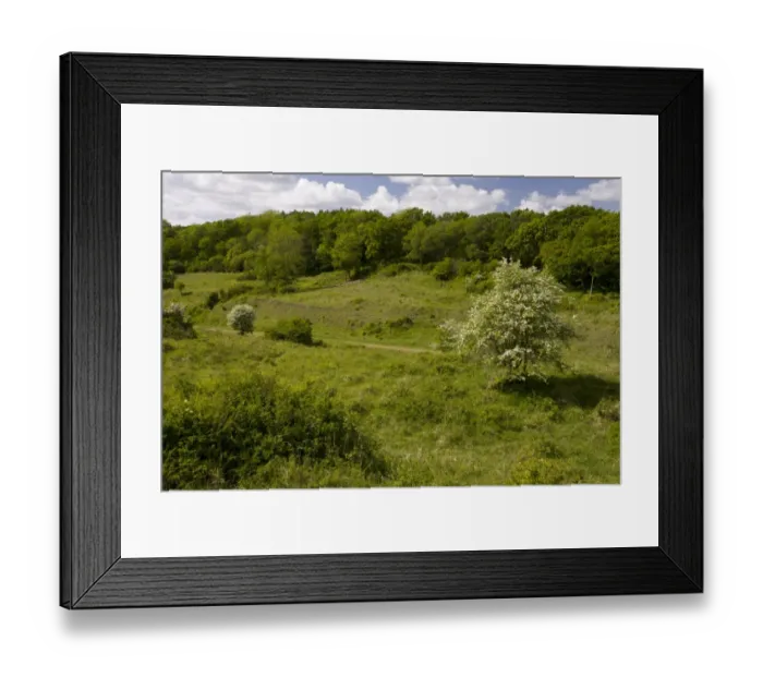 Framed Print : View along old railway line habitat, Powerstock Common Nature Reserve, Dorset, England, may Framed Print : View along old railway line habitat, Powerstock Common Nature Reserve, Dorset, England, may