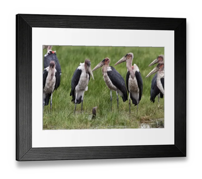 Framed Print : Marabou Storks surround a Mozambique Spitting Cobra Framed Print : Marabou Storks surround a Mozambique Spitting Cobra