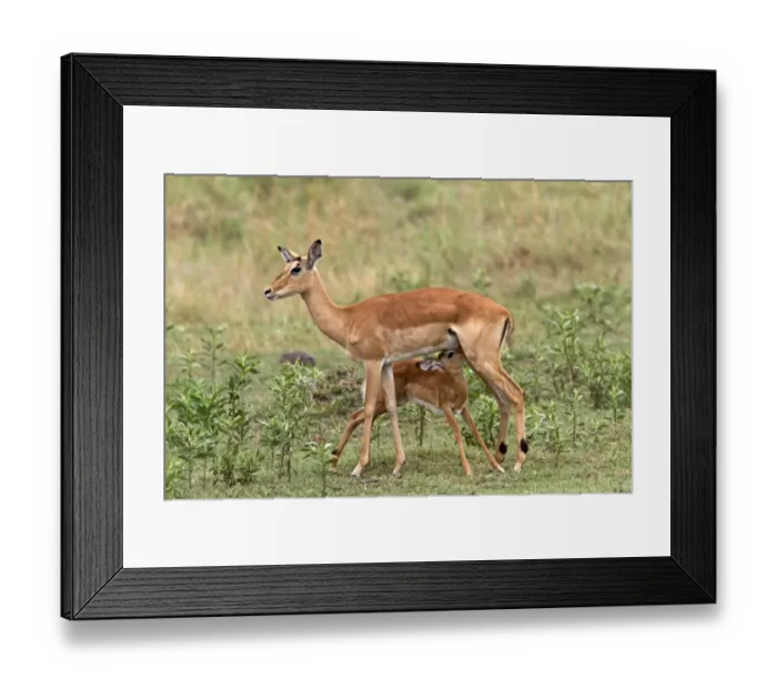 Framed Print : Young Impala suckles from its mother suckling - Botswana Framed Print : Young Impala suckles from its mother suckling - Botswana