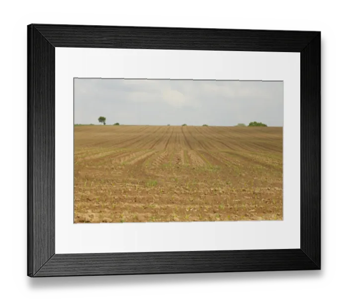 Framed Print : Maize (Zea mays) crop, young seedlings growing in field, Cotes d Armor, Brittany, France, may