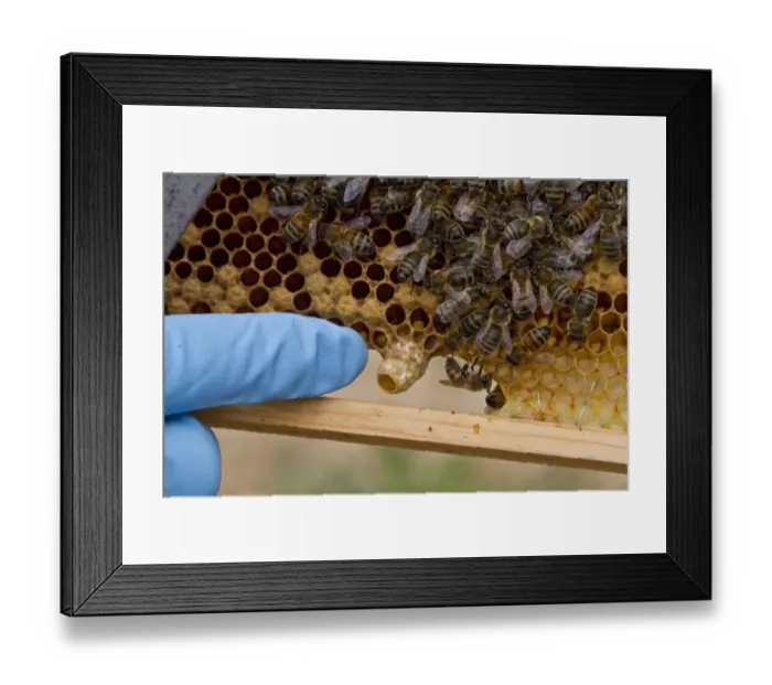 Framed Print : Pointing out a new honey bee queen cell on the brood frame Framed Print : Pointing out a new honey bee queen cell on the brood frame