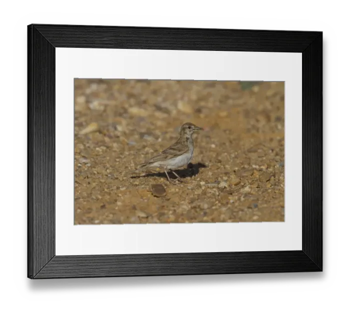 Framed Print : Short toed Lark - Coto Donana, Spain Framed Print : Short toed Lark - Coto Donana, Spain