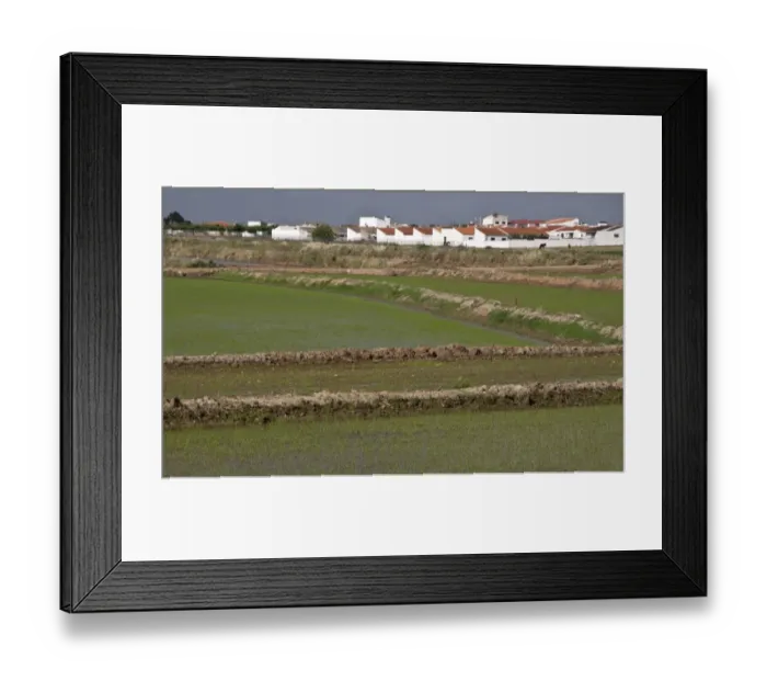 Framed Print : Rice fields growing in Andalusia Spain Framed Print : Rice fields growing in Andalusia Spain