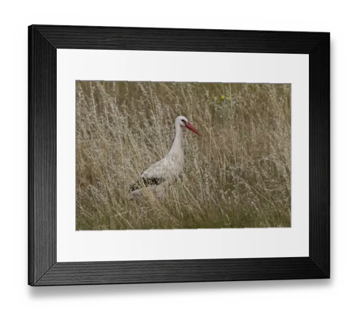 Framed Print : White Stork in long grass - Extremadura, Spain Framed Print : White Stork in long grass - Extremadura, Spain