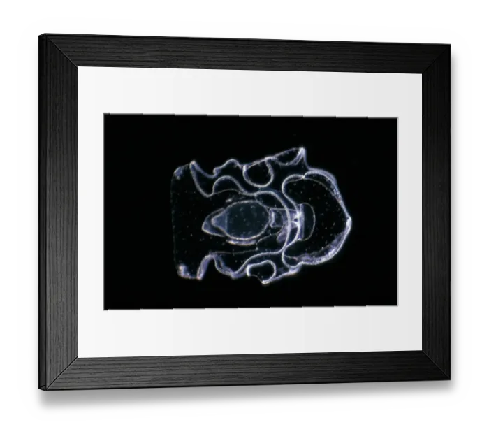 Framed Print : labidoplax digitata, auricularia larva, vential view x12 plymouth 1966 Framed Print : labidoplax digitata, auricularia larva, vential view x12 plymouth 1966