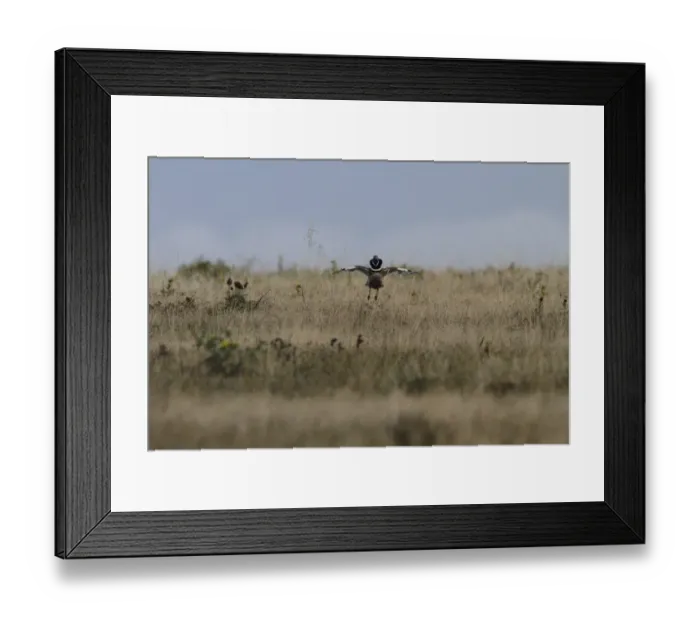 Framed Print : Displaying Male Little Bustard, Extremadura, Spain Framed Print : Displaying Male Little Bustard, Extremadura, Spain