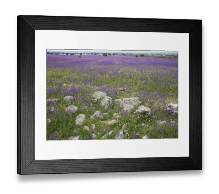 Framed Print : View of wildflowers flowering at edge of dehesa habitat, with sheep flock grazing in distance, Extremadura, Spain Framed Print : View of wildflowers flowering at edge of dehesa habitat, with sheep flock grazing in distance, Extremadura, Spain