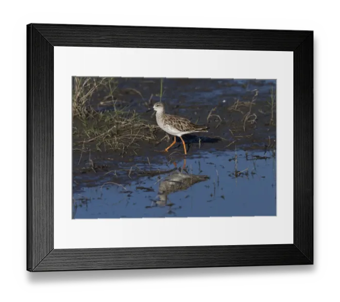 Framed Print : Ruff a winter visitor to southern africa. Taken in Botswana in the Okavango Delta Framed Print : Ruff a winter visitor to southern africa. Taken in Botswana in the Okavango Delta