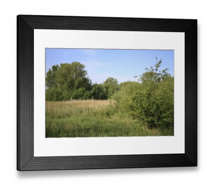 Framed Print : View of wet woodland at edge of reedbed habitat, Little Ouse Headwaters Project, Bettys Fen, Blo Norton Framed Print : View of wet woodland at edge of reedbed habitat, Little Ouse Headwaters Project, Bettys Fen, Blo Norton