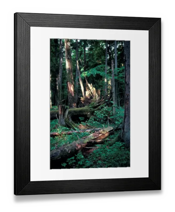 Framed Print : Europe - Poland inside The Bialowieza Forest / fallen trees / vegetation Framed Print : Europe - Poland inside The Bialowieza Forest / fallen trees / vegetation