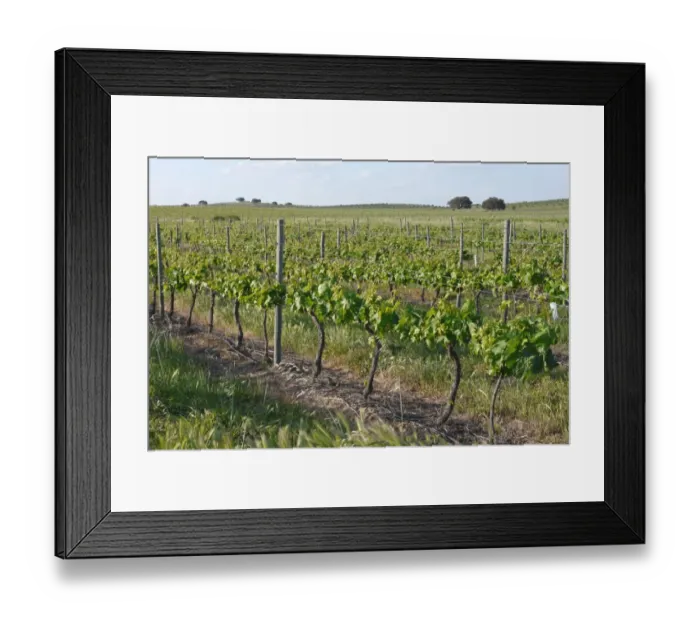 Framed Print : Vineyard with rows of grape vines and supports, Baracina, Portalegre District, Alentejo, Portugal, april Framed Print : Vineyard with rows of grape vines and supports, Baracina, Portalegre District, Alentejo, Portugal, april