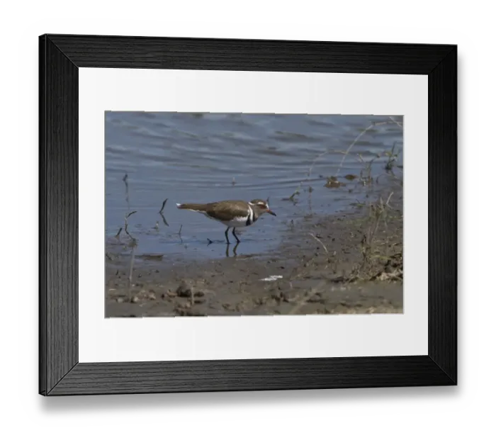 Framed Print : Three banded Plover - near Kwara camp, Okavango Delta, Botswana Framed Print : Three banded Plover - near Kwara camp, Okavango Delta, Botswana
