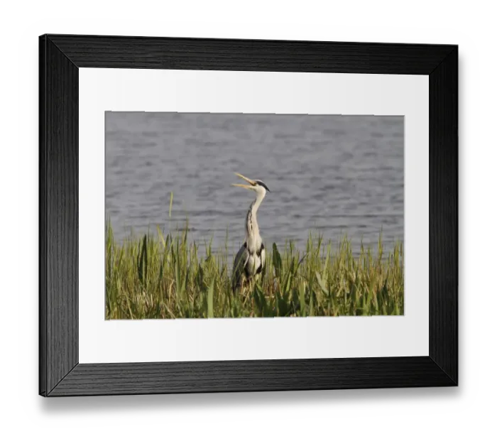Framed Print : Grey Heron calling