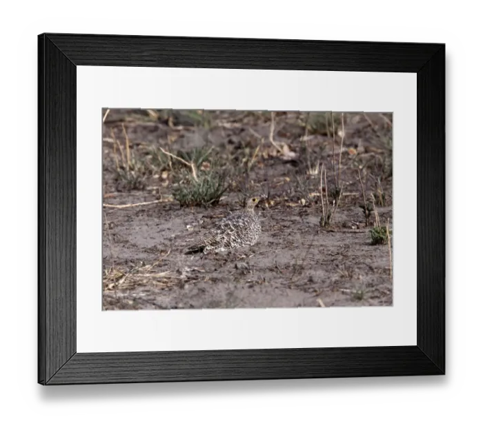 Framed Print : Female Double banded sandgrouse - Botswana Framed Print : Female Double banded sandgrouse - Botswana