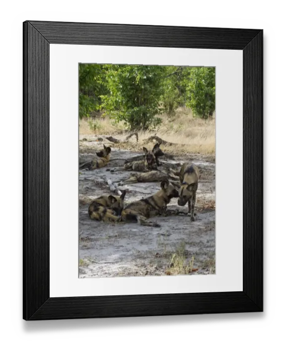 Framed Print : Hunting Dogs rest in the shade of trees. Lycaon pictus is a large canid found only in Africa Framed Print : Hunting Dogs rest in the shade of trees. Lycaon pictus is a large canid found only in Africa