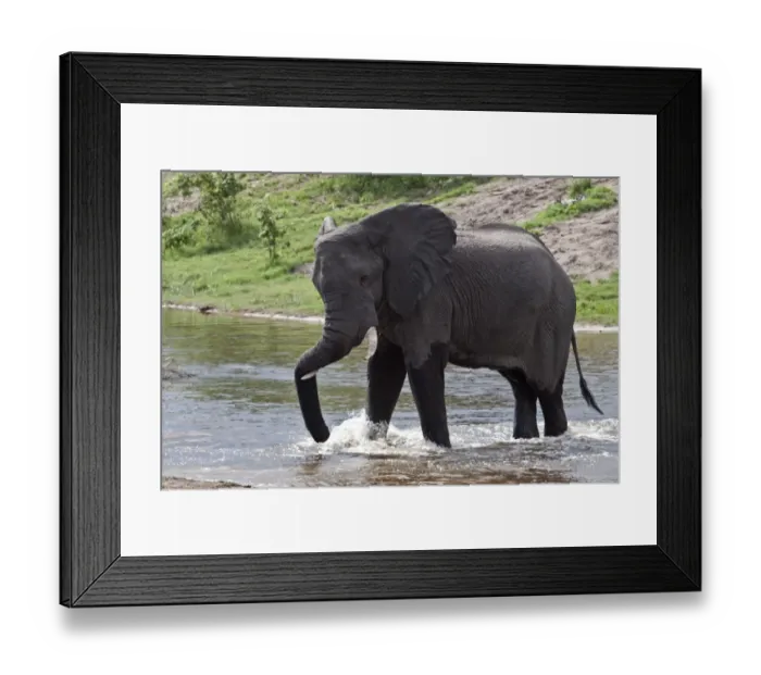 Framed Print : African Elephant rests his trunk as he crosses a small river at Savuti Lodge in Botswana