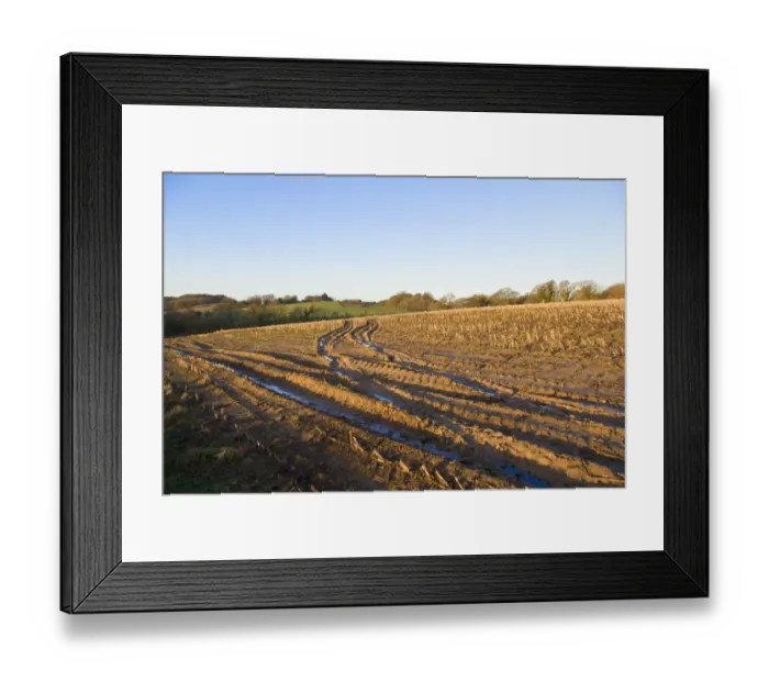 Framed Print : Maize (Zea mays) crop, harvested field with tractor tracks in mud at dawn, Dorset, England, january Framed Print : Maize (Zea mays) crop, harvested field with tractor tracks in mud at dawn, Dorset, England, january