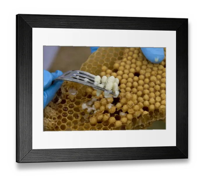 Framed Print : Removing some larva from the brood comb to see if any disease or parasites are present in the hive Framed Print : Removing some larva from the brood comb to see if any disease or parasites are present in the hive