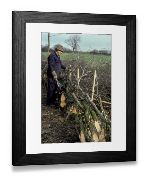 Framed Print : Man hedge laying, England, february