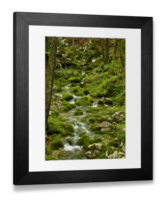 Framed Print : Spring and source of stream with mossy boulders in old beech and sycamore woodland on limestone, Triglav N. P Framed Print : Spring and source of stream with mossy boulders in old beech and sycamore woodland on limestone, Triglav N. P