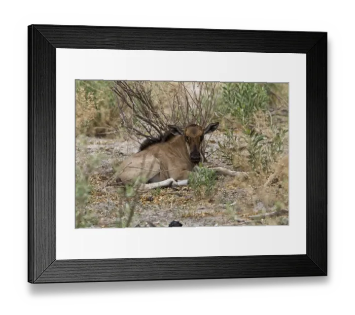 Framed Print : A young Blue Wildebeest Framed Print : A young Blue Wildebeest