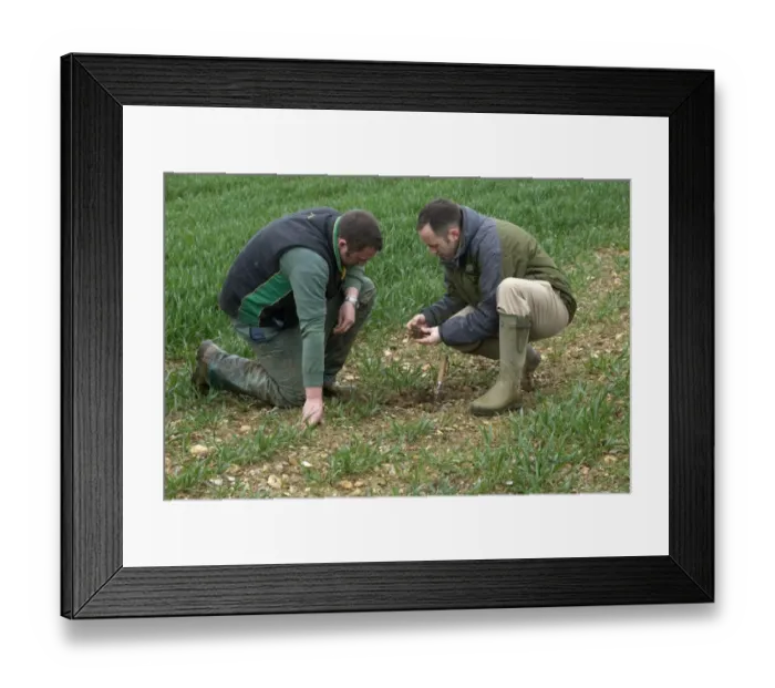 Framed Print : Agronomist and farmer checking soil structure in wheat crop on farm, Hertfordshire, England, april Framed Print : Agronomist and farmer checking soil structure in wheat crop on farm, Hertfordshire, England, april