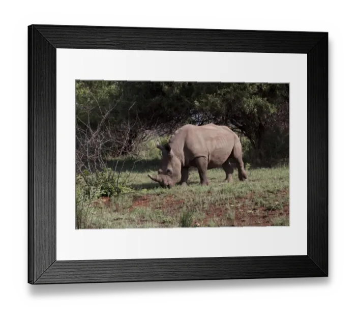 Framed Print : White Rhino at Rietvlei Nature Reserve, South Africa