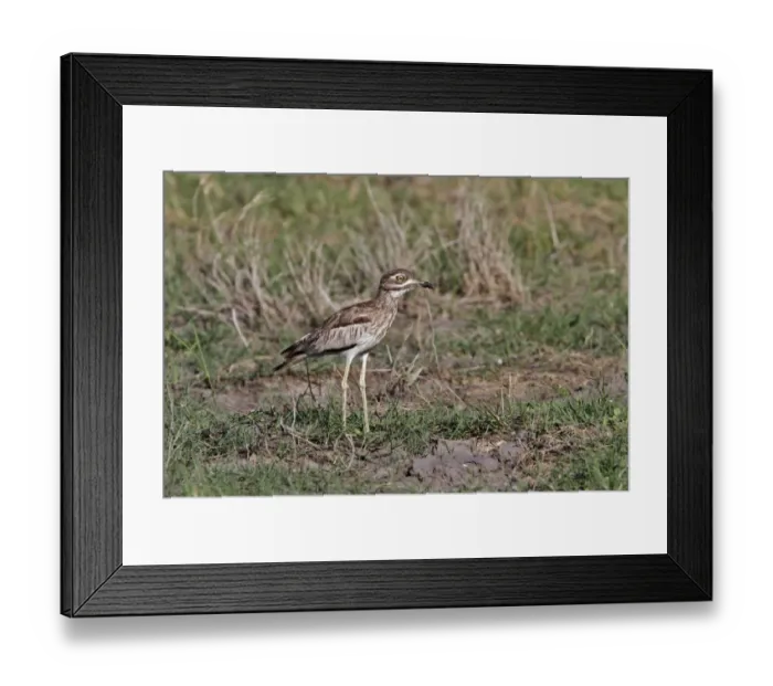 Framed Print : Water Thick-knee also known as Water Dikkop near Kwara, Botswana Framed Print : Water Thick-knee also known as Water Dikkop near Kwara, Botswana