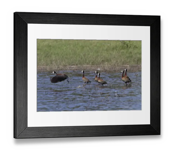 Framed Print : White faced Ducks group about to take-off Okavango delta Framed Print : White faced Ducks group about to take-off Okavango delta