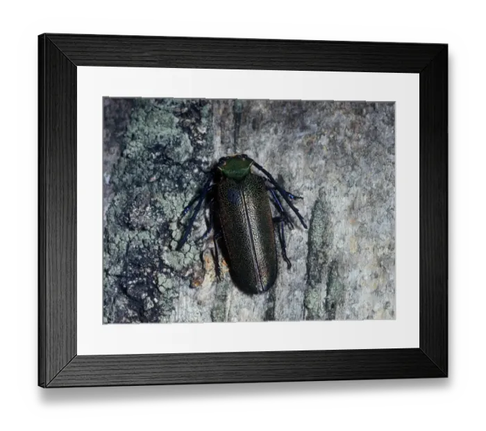 Framed Print : Cheloderus childreni is named after J. G. Children, the first keeper of the Zoology Department at the British Museum of Framed Print : Cheloderus childreni is named after J. G. Children, the first keeper of the Zoology Department at the British Museum of