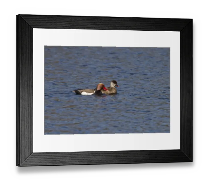 Framed Print : Red crested Pochard, male and female at Lackford Lakes - Suffolk