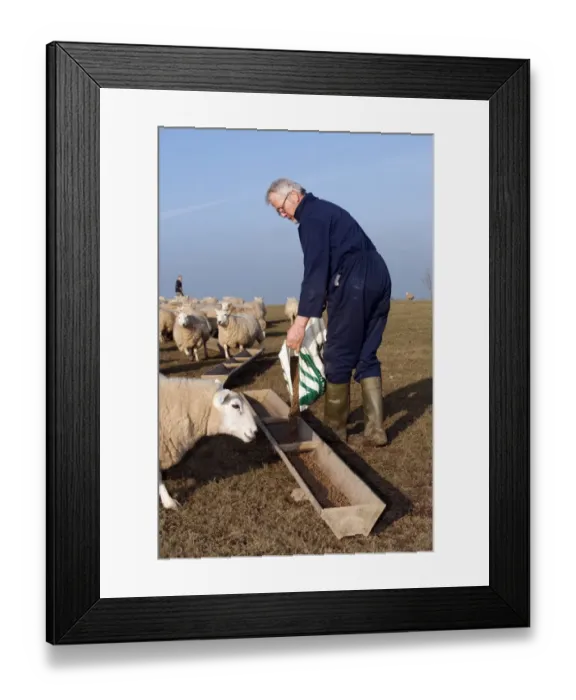 Framed Print : Sheep farming, farmer feeding Welsh ewes concentrates from bag, England, march Framed Print : Sheep farming, farmer feeding Welsh ewes concentrates from bag, England, march