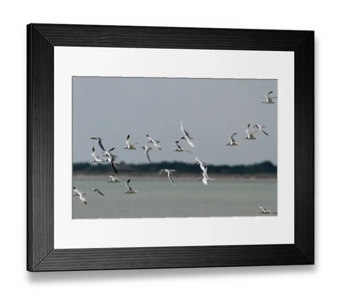 Framed Print : Sandwich Terns with one Little Terns Framed Print : Sandwich Terns with one Little Terns