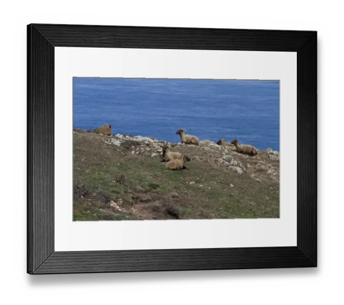 Framed Print : Manx Loaghtan breed of sheep reintroduced to Jersey#s northern coast Framed Print : Manx Loaghtan breed of sheep reintroduced to Jersey#s northern coast