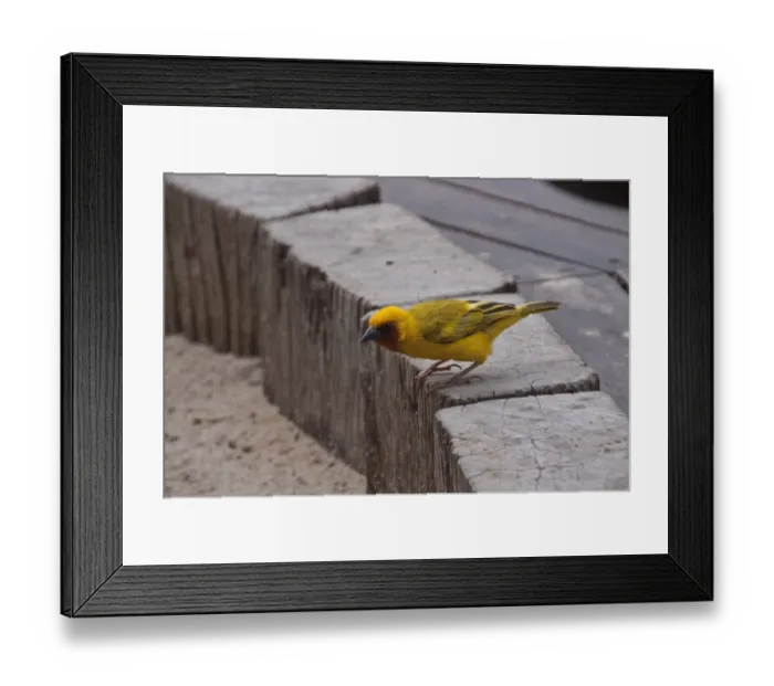 Framed Print : Male Southern Brown throated Weaver. Ploceus xanthopterus; Botswana; africa; African; Framed Print : Male Southern Brown throated Weaver. Ploceus xanthopterus; Botswana; africa; African;