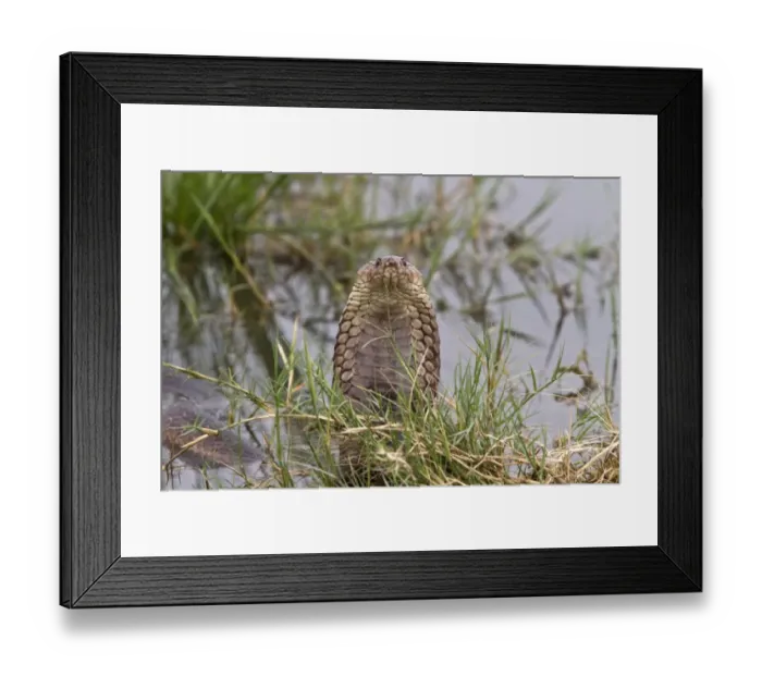 Framed Print : Mozambique Spitting Cobra in The Okavango Delta - Botswana Framed Print : Mozambique Spitting Cobra in The Okavango Delta - Botswana