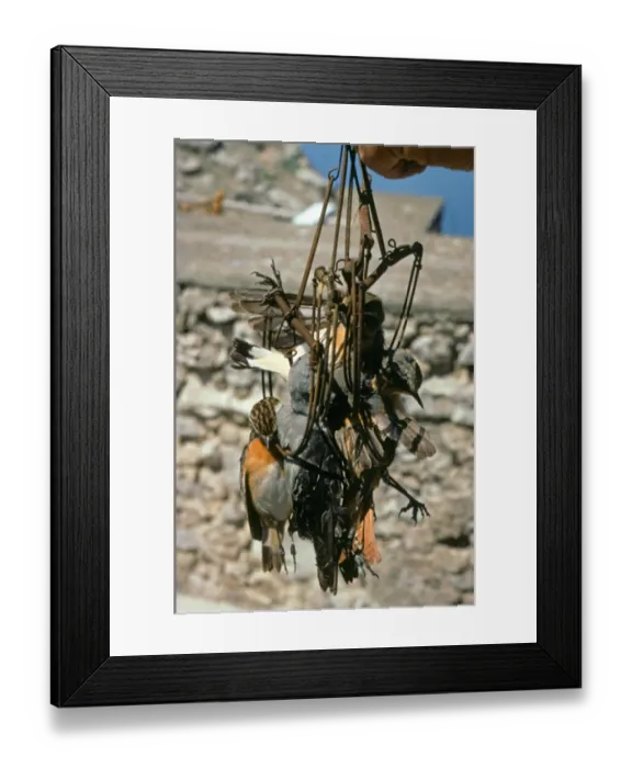 Framed Print : Traps with dead birds caught by poachers, Capri Island, Campania, Italy Framed Print : Traps with dead birds caught by poachers, Capri Island, Campania, Italy