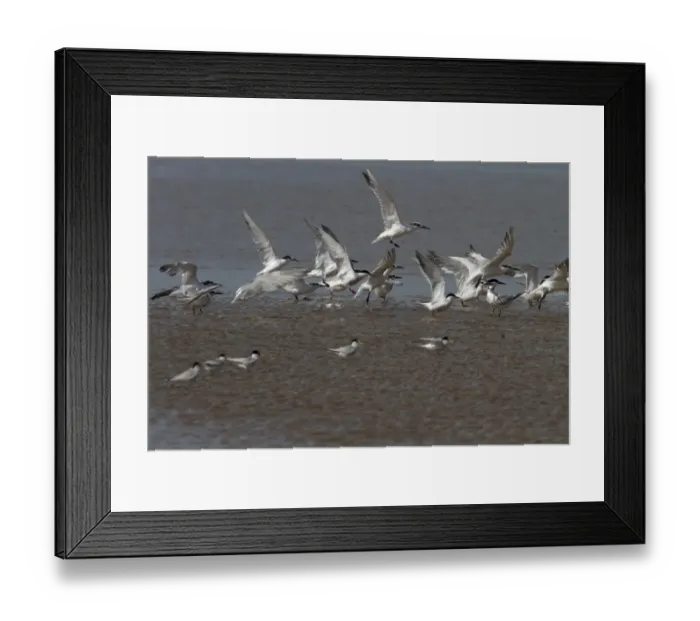 Framed Print : Sandwich Terns with Common and Little Terns Framed Print : Sandwich Terns with Common and Little Terns